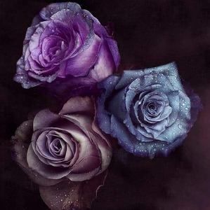 Meet your Posher, Raily